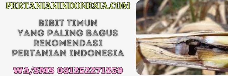 bibit timun yang paling bagus,budidaya,timun,mentimun,terbaik